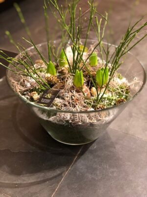 Bollenarrangement. Deze glazenschaal is gevuld met bollen van het seizoen en gedecoreerd met takjes en dennenappels en mos. Witte hyacint, bloembollen. Nootdorp. Fleurettes